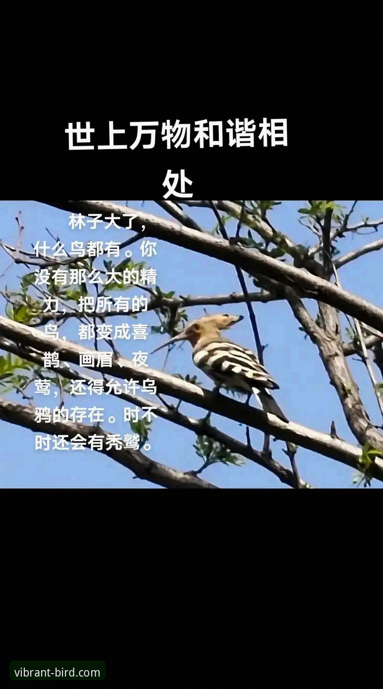 小鸟体育体验 为什么说山西横扫青岛的比赛,是小鸟体育体验的最佳证明?